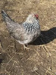 Blue Egg Layer