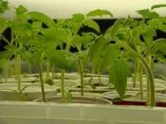 tomato plants