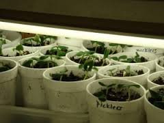 cucumber plant starts