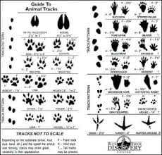 Animal Tracks Identification Chart