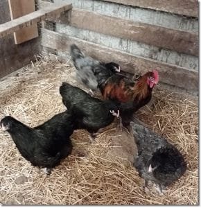 chickens
