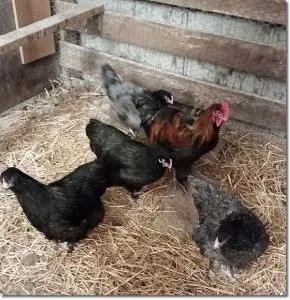 chickens