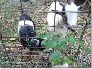 goats