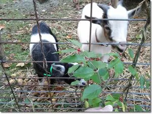 goats