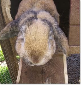 rabbit