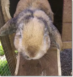 rabbit