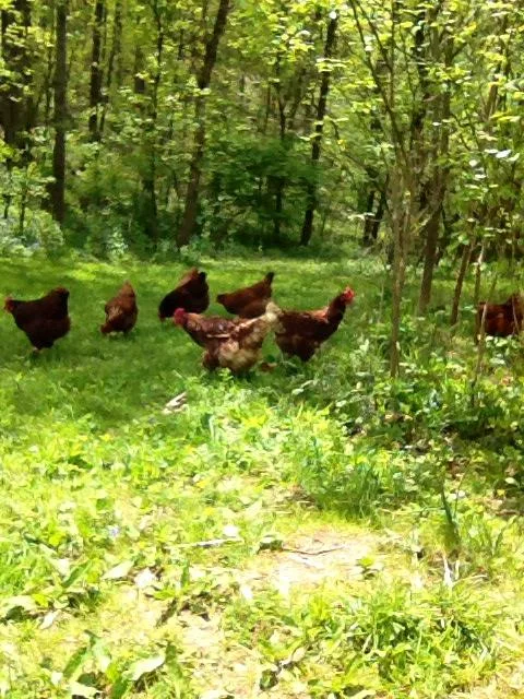 freerange chickens