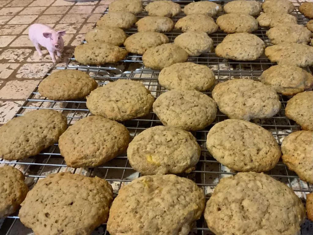 Pawpaw cookie recipe picture