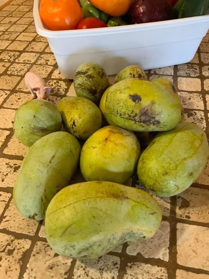 Sydney's Pawpaws
