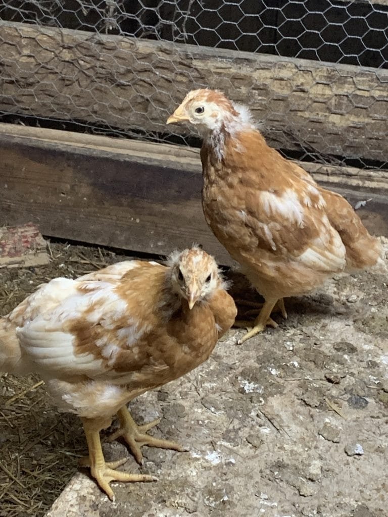chickens and eggs young pullets