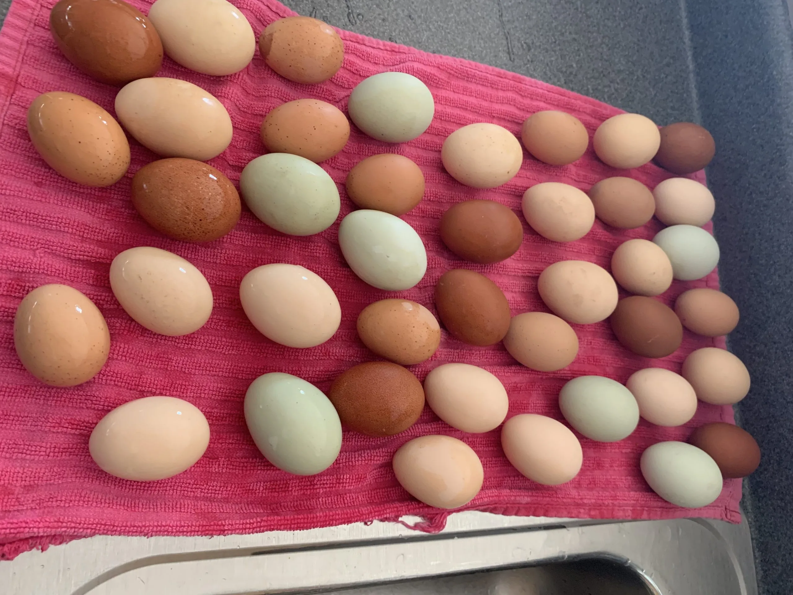 eggs that need egg cartons