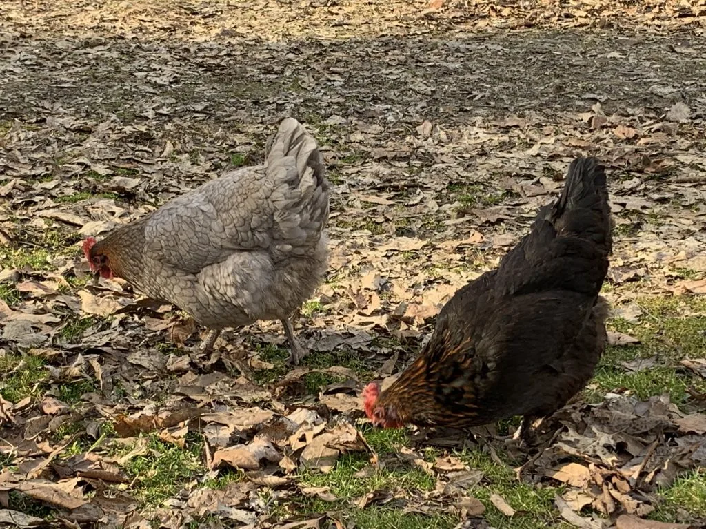retired laying hens chickens