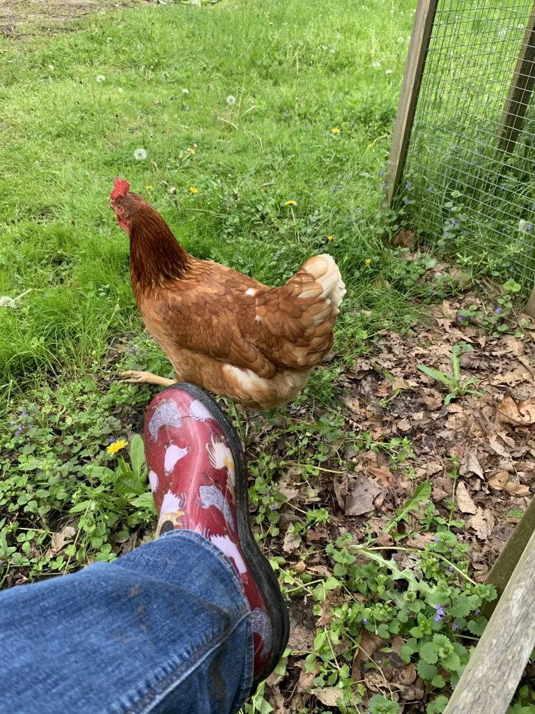 older laying hens