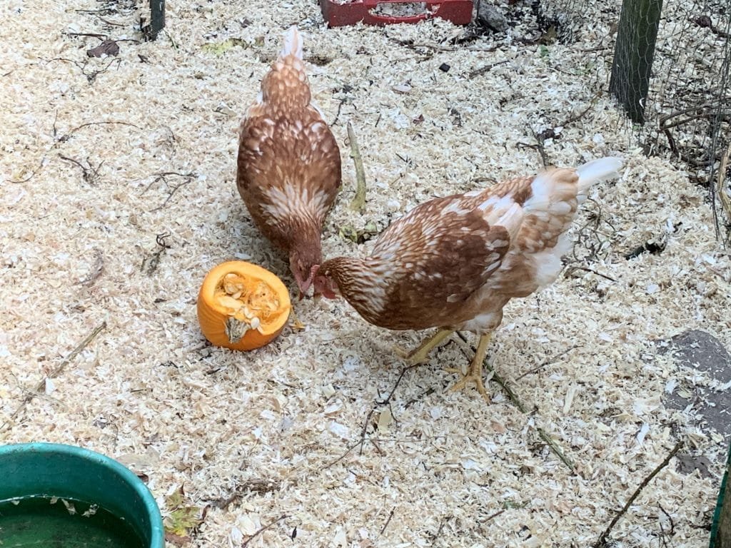 young pullets