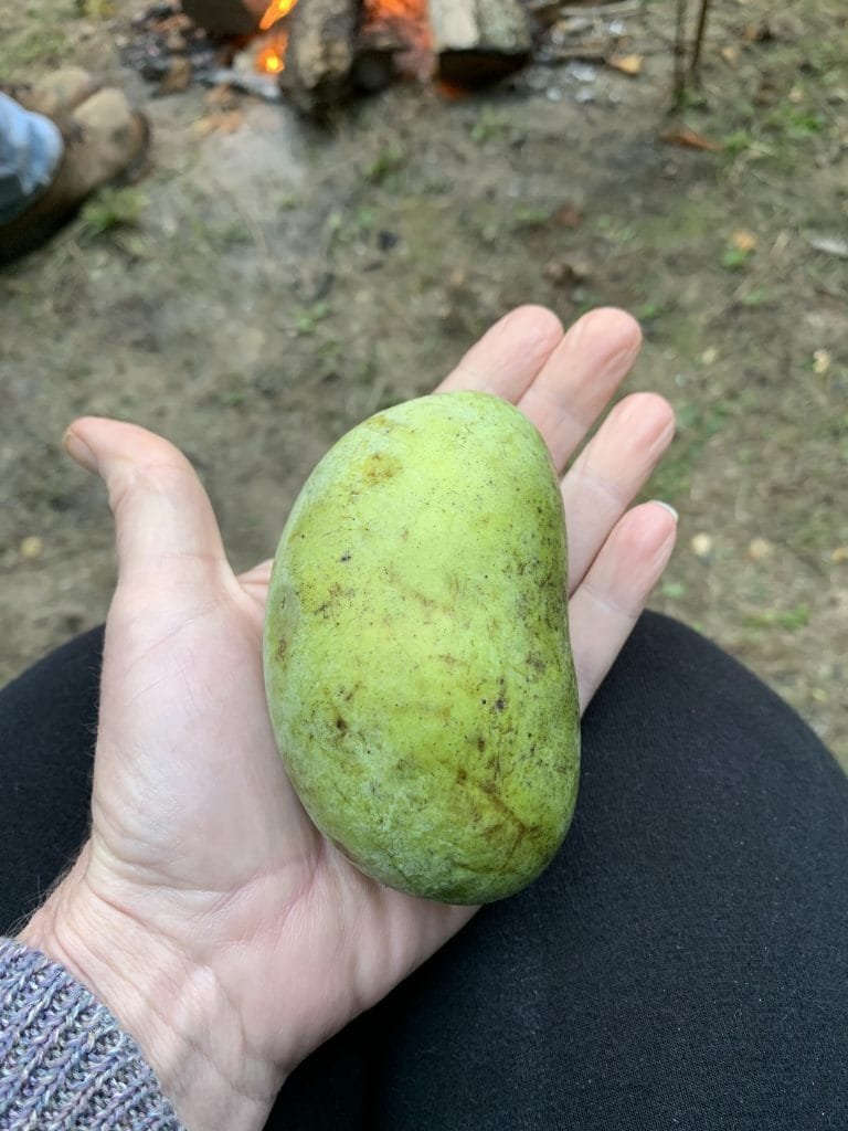 Pawpaw fruit