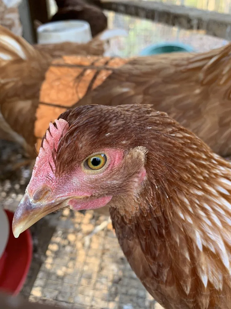Egg laying hen