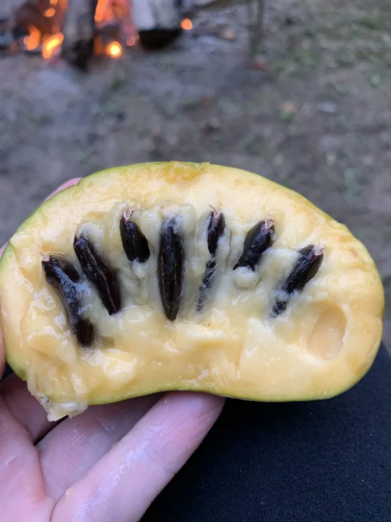 Pawpaw fruit seeds