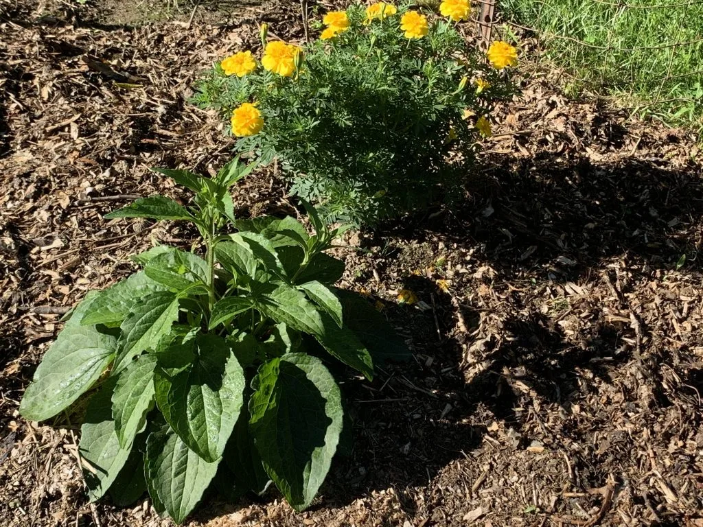 rudbeckia before it blooms in spring