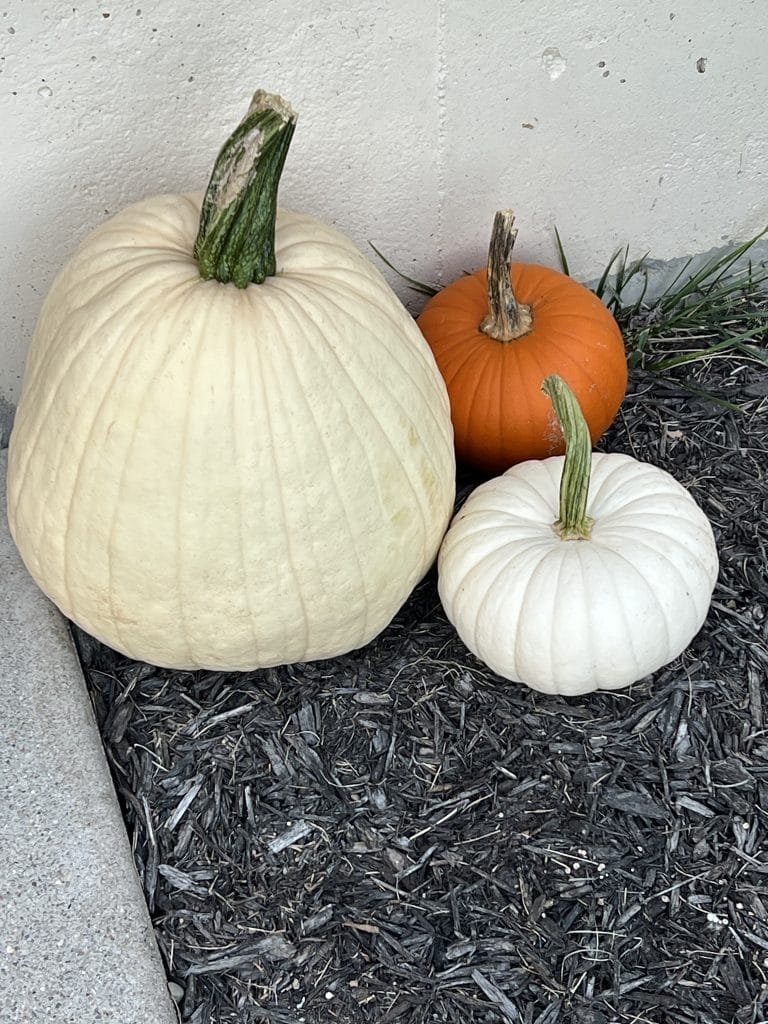 Pumpkins of an unusual color