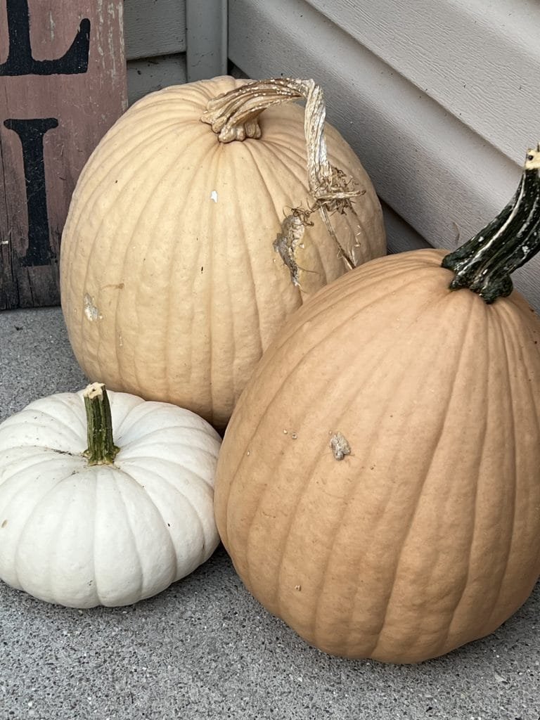 Pink and white pumpkins